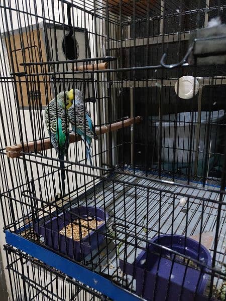 Breeder Pair 0