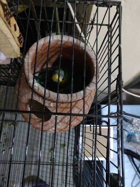 Breeder Pair 1