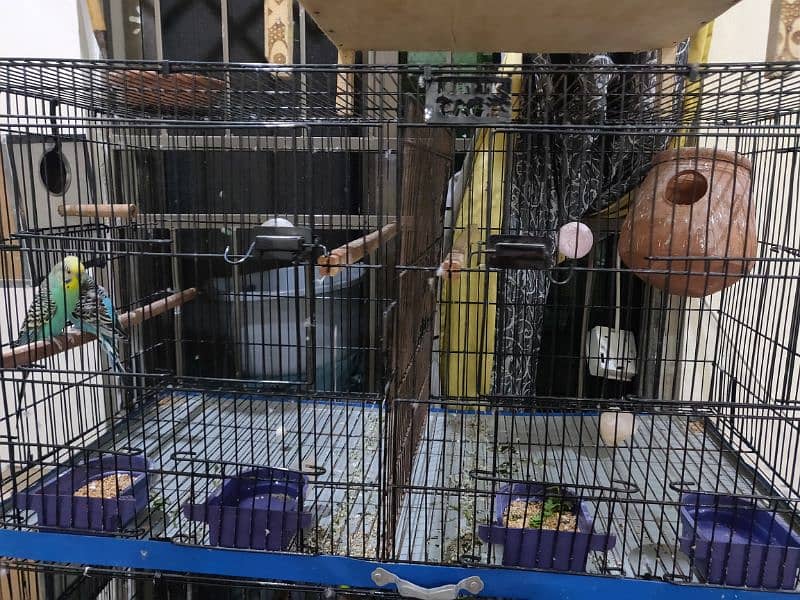 Breeder Pair 2