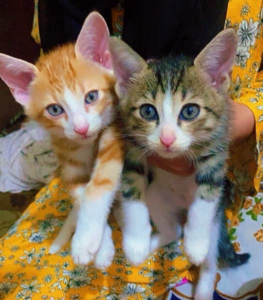 lovely kitties for sell 2