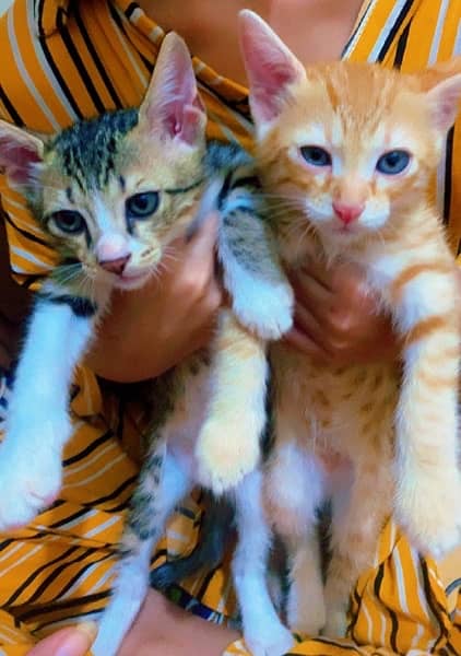 lovely kitties for sell 3