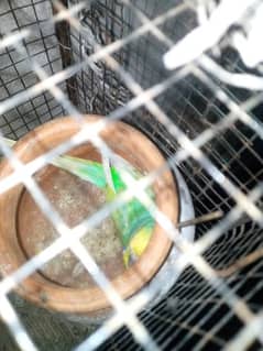 budgie breeder pair with cage