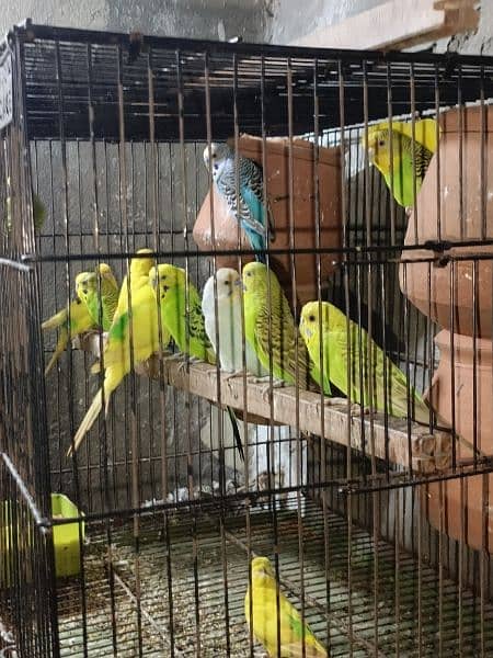 Australian parrat Pair For sale 1