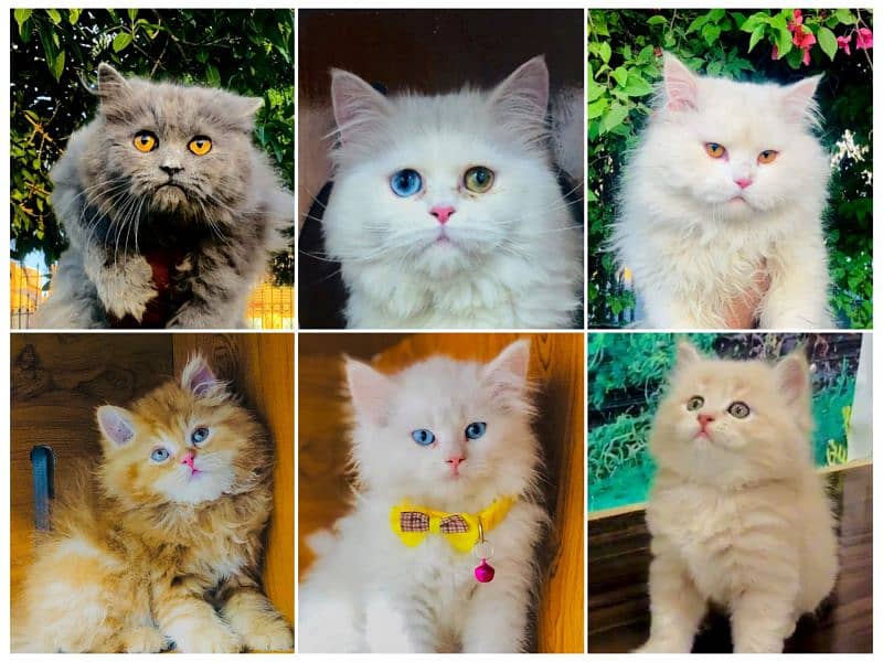 Persian Punch face triple coat cat Kitten 5