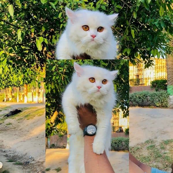 Persian Punch face triple coat cat Kitten 19