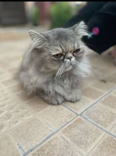 Grey female persian spayed