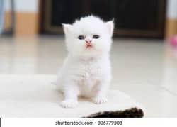 White Persian cats with different eyes