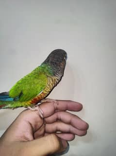 green chik conure