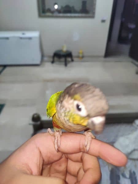 green chik conure 2