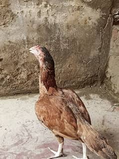 Aseel Mianwali Hen