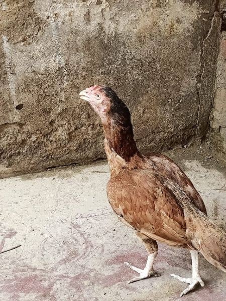 Aseel Mianwali Hen 2