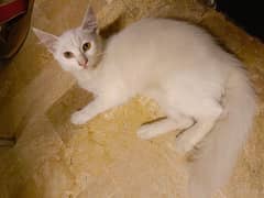 Turkish Angora   female