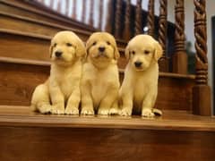 Golden retriever male females puppies for sale