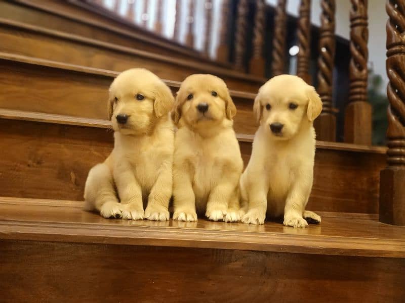 Golden retriever male females puppies for sale 1