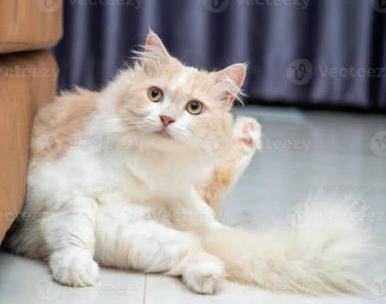 FEMALE PERSIAN CAT (03224054150) 0