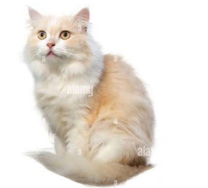 FEMALE PERSIAN CAT (03224054150) 1