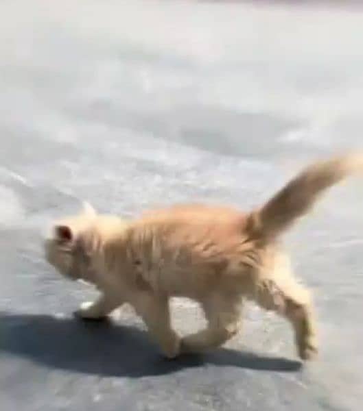 FEMALE PERSIAN CAT (03224054150) 2