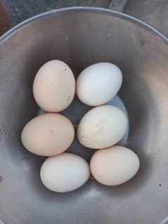 Fresh desi eggs 0