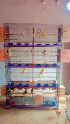 Cocktail,Hogoromo, Australian Budgie pair