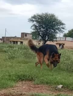 German Shepherd | Double Coat | Heavy Bone | Male | GSD 0