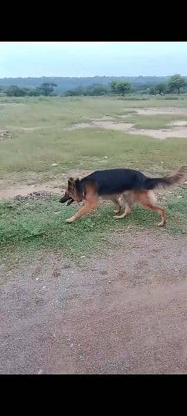 German Shepherd | Double Coat | Heavy Bone | Male | GSD 1