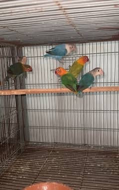 love birds  Breeder Pair For sale