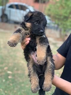 German Shepherd Long Coat Female 0