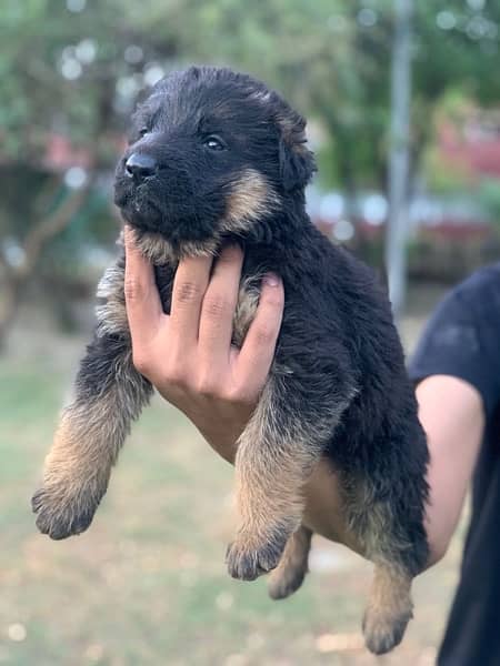 German Shepherd Long Coat Female 1