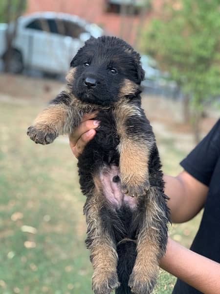 German Shepherd Long Coat Female 2