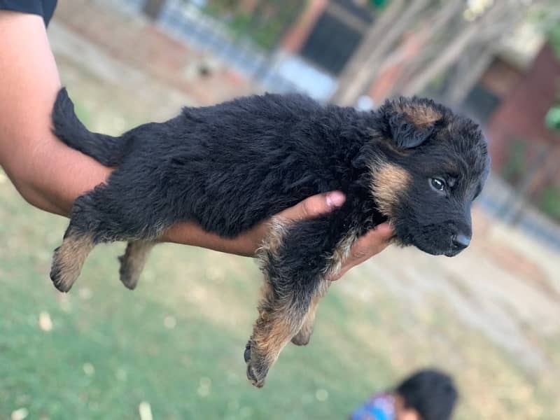 German Shepherd Long Coat Female 3