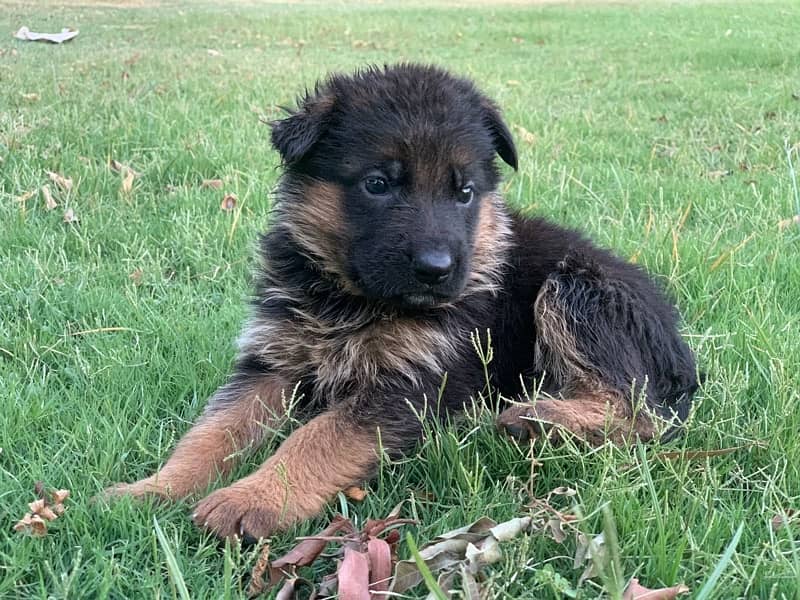 German Shepherd Long Coat Female 6