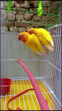 love bird pair