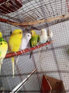 budgies