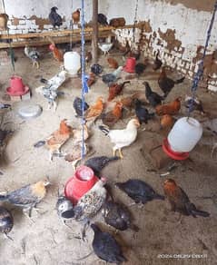 Golden Misri hen for sale