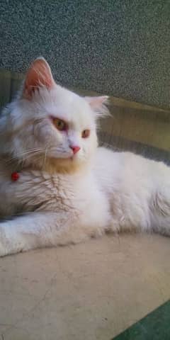 Persian male cat for sale