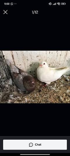 pigeon breeder pair