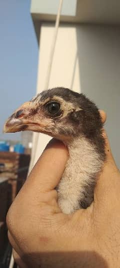 Burmi pakokey male chick available