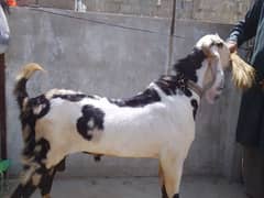 Bakra