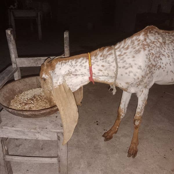 Makhichni gaban goat for sale 2