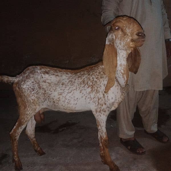 Makhichni gaban goat for sale 1