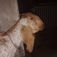 Makhichni gaban goat for sale