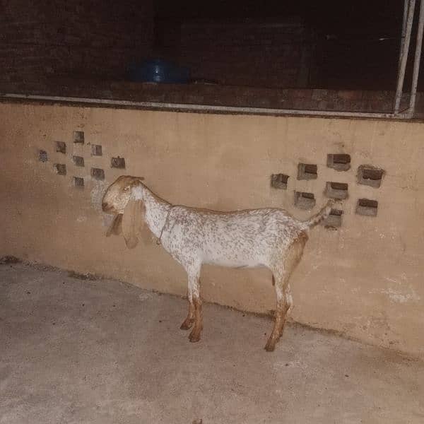 Makhichni gaban goat for sale 3