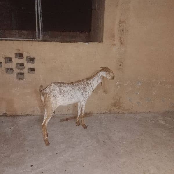 Makhichni gaban goat for sale 4