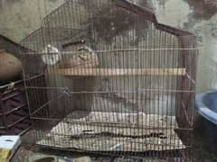 urgent sell 2 bird cage with 1 box