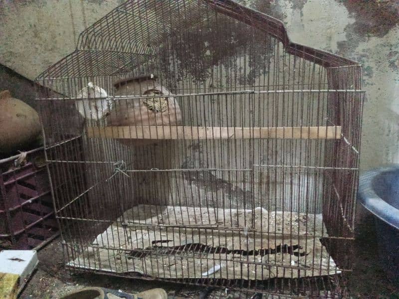 urgent sell 2 bird cage with 1 box 0