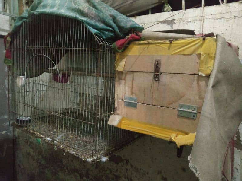 urgent sell 2 bird cage with 1 box 1