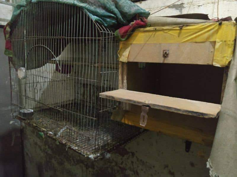 urgent sell 2 bird cage with 1 box 2