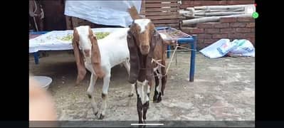 Bakra /bakri for sale