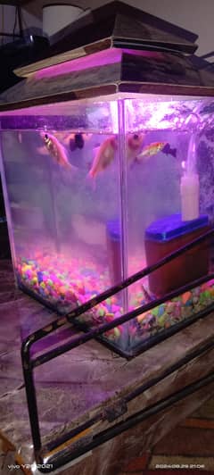 fish aquarium 1 feet . 5 wdth