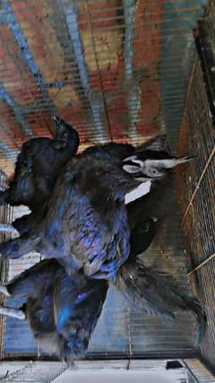 aseel bird pure thai / pure waitlami / ayam cemani /aseel dragon